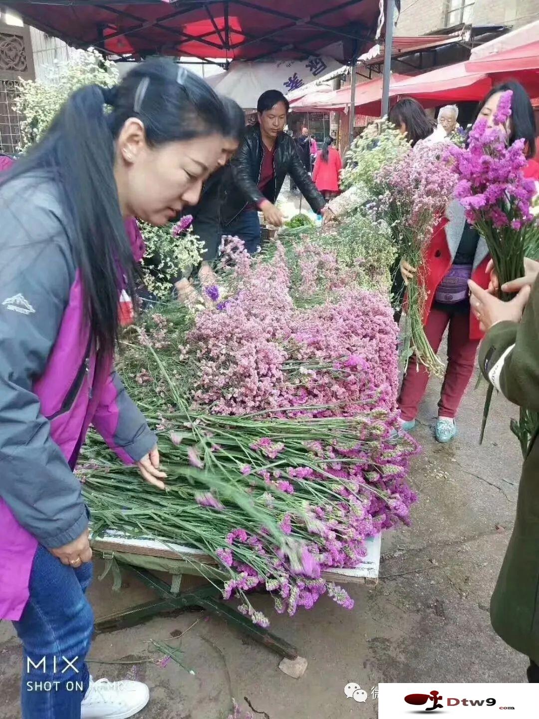 擺地攤賣仿真花工藝花，云南勿忘我鮮花稱斤模式貨源批發(fā)