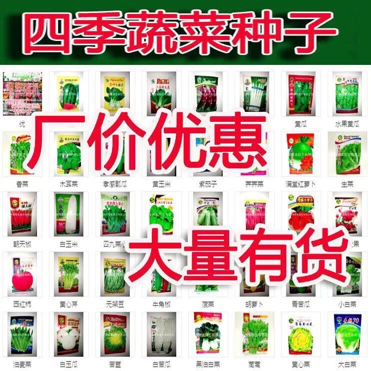 地攤四季菜種子批發(fā) 地攤四季菜種子批發(fā)