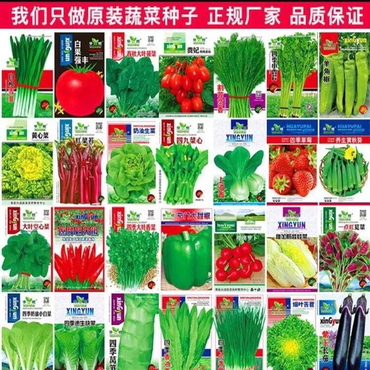 地攤四季菜種子批發(fā) 地攤四季菜種子批發(fā)