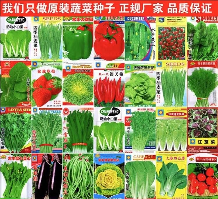 地攤四季菜種子批發(fā) 地攤四季菜種子批發(fā)