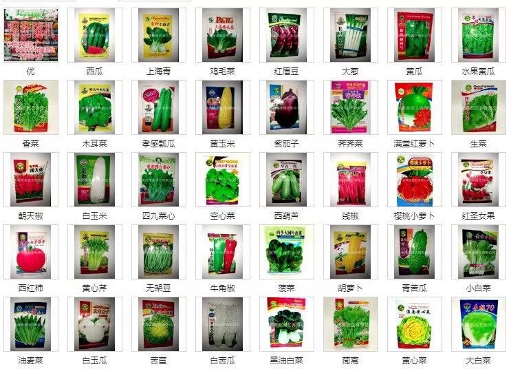 地攤四季菜種子批發(fā) 地攤四季菜種子批發(fā)